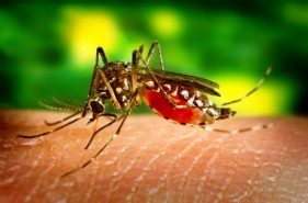 Mosquito que transmite paludismo